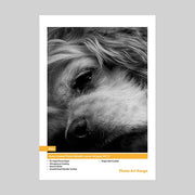 24 in. x 100 ft. IFA72  Innova Photo Metallic Lustre 260 gsm